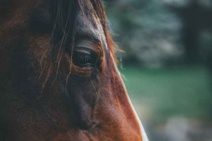 brown horse in close up photography