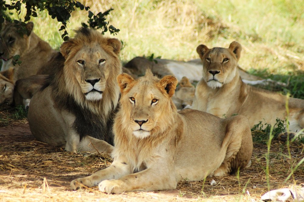  The pride rest in the shade of a tree: (from left to right) Zulu, LE3 and Leya. © Emma Dunston 
